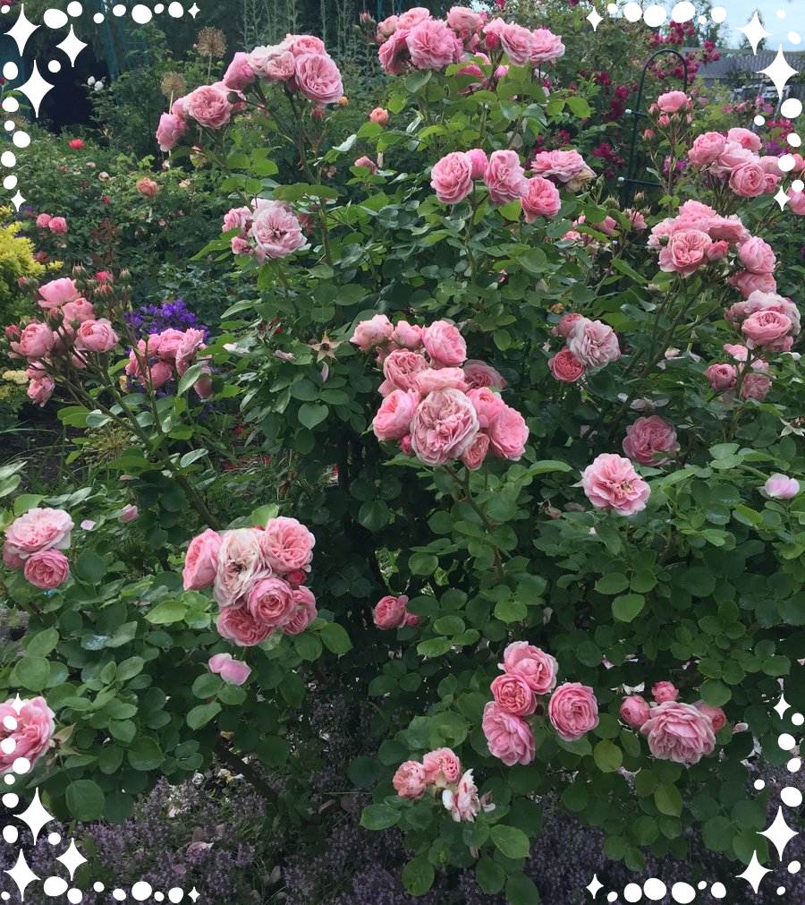 Bailando róża rabatowa